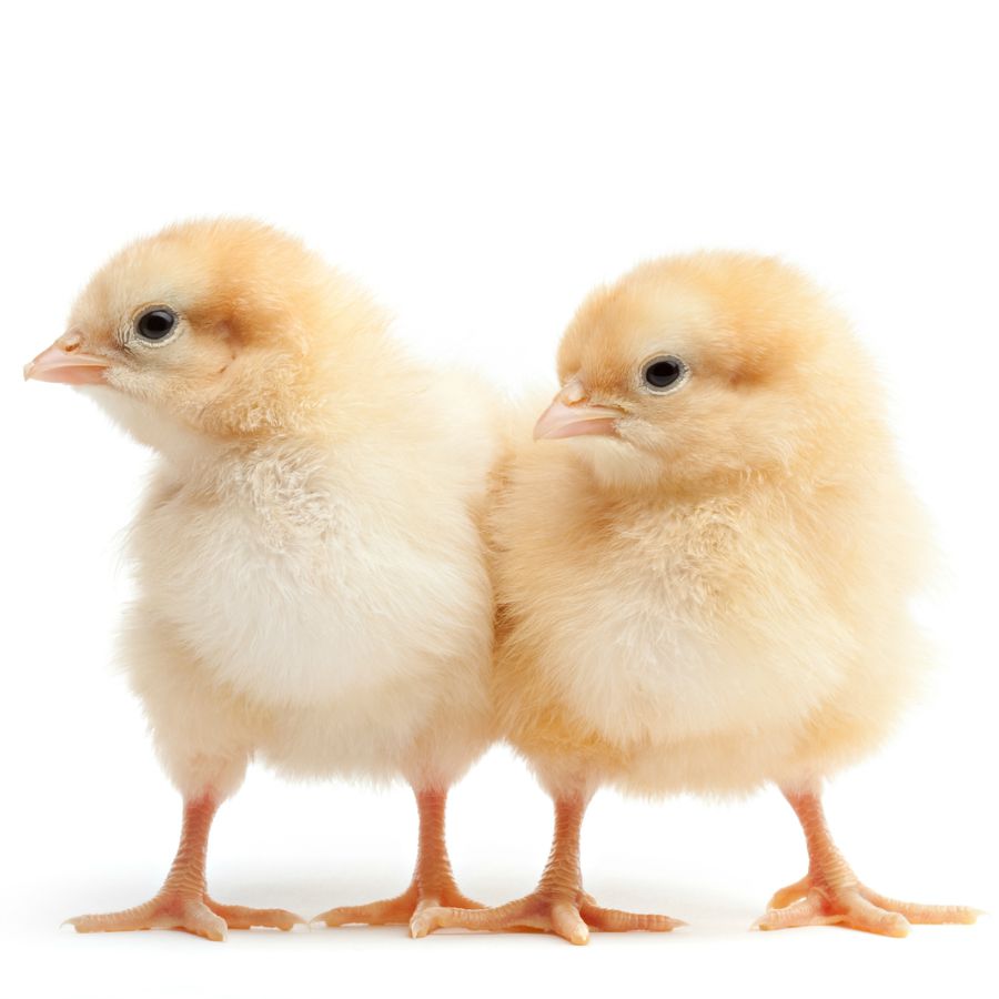 Day Old Hyline Chickens